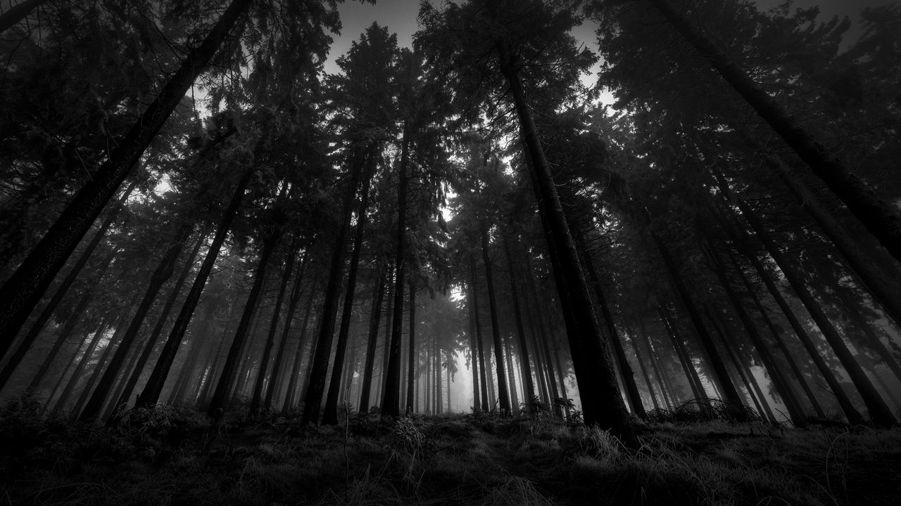 wood_black-and-white_from_below_trees_gloomy_kroner_fog_silence_60216_1280x720